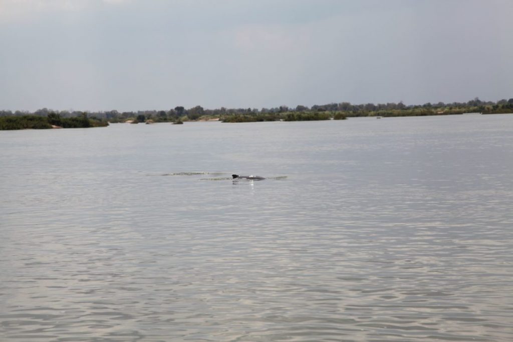 short-poem-irrawaddy-dolphins-poem-the-art-expressing-oneself-is-art