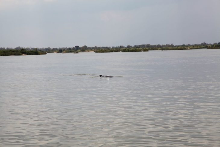 Short Poem - Irrawaddy Dolphins
