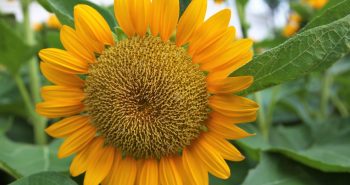 A short poem on Sunflower