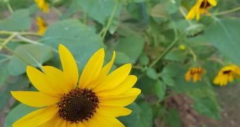 Limerick Poem: Sunflower