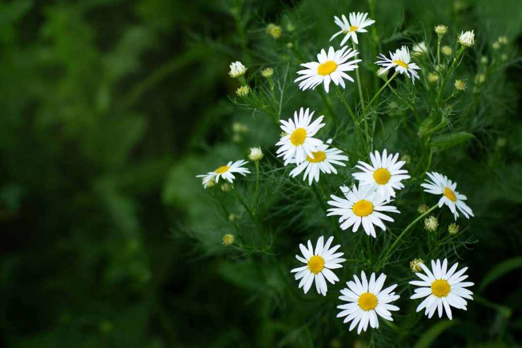 Poem on Daisy Flower - Poem The Art - Expressing oneself is art