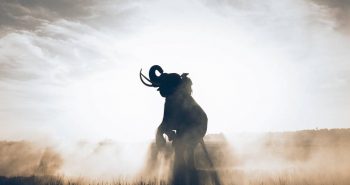 Poem on Elephants