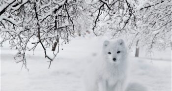 Slow sleek steps, Pounces on its paws, Snow-clad fur, Brushes off impatiently, Ears perk up, When squeals and squeaks are heard, Steady and slowly, Merges with the blanket beneath,