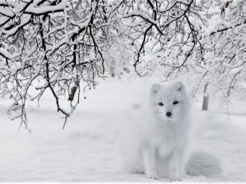 Slow sleek steps, Pounces on its paws, Snow-clad fur, Brushes off impatiently, Ears perk up, When squeals and squeaks are heard, Steady and slowly, Merges with the blanket beneath,