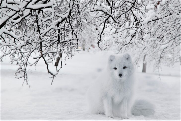 Slow sleek steps, Pounces on its paws, Snow-clad fur, Brushes off impatiently, Ears perk up, When squeals and squeaks are heard, Steady and slowly, Merges with the blanket beneath,