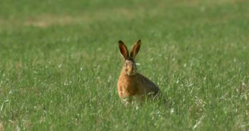 Wild rabbit cautiously emerging from its burrow after a storm — a nature poem by Sarah Shahzad