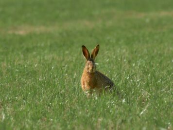 Wild rabbit cautiously emerging from its burrow after a storm — a nature poem by Sarah Shahzad