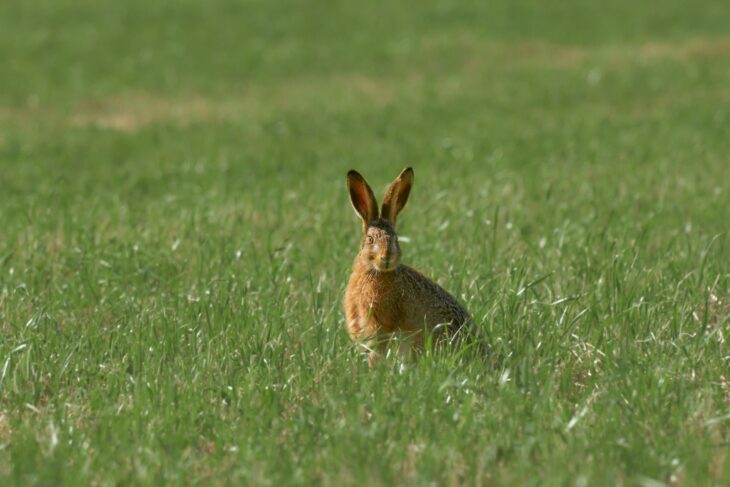 Wild rabbit cautiously emerging from its burrow after a storm — a nature poem by Sarah Shahzad